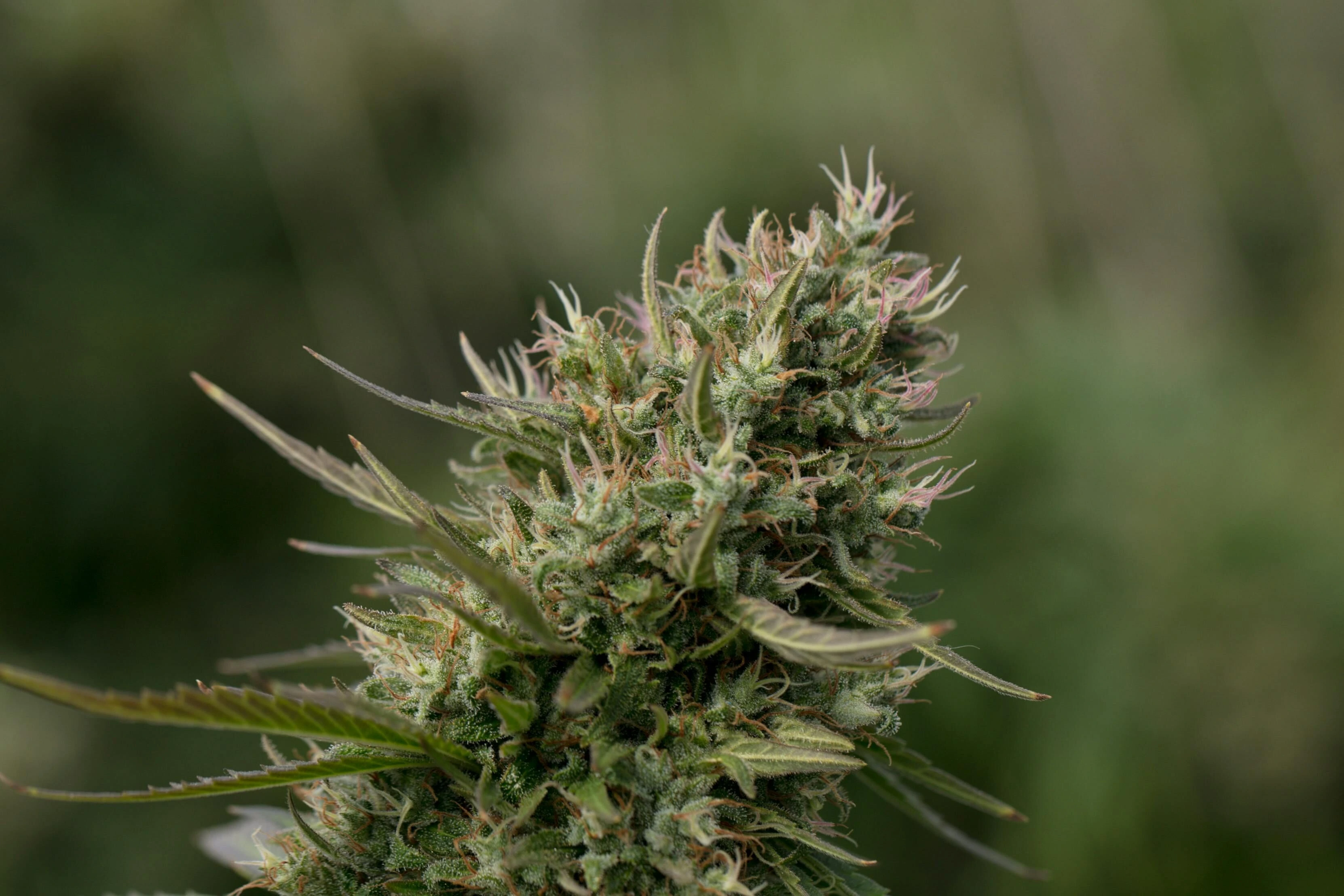 Close-up of premium cannabis flower showing trichomes and quality for UK medicinal cannabis import and MHRA compliance