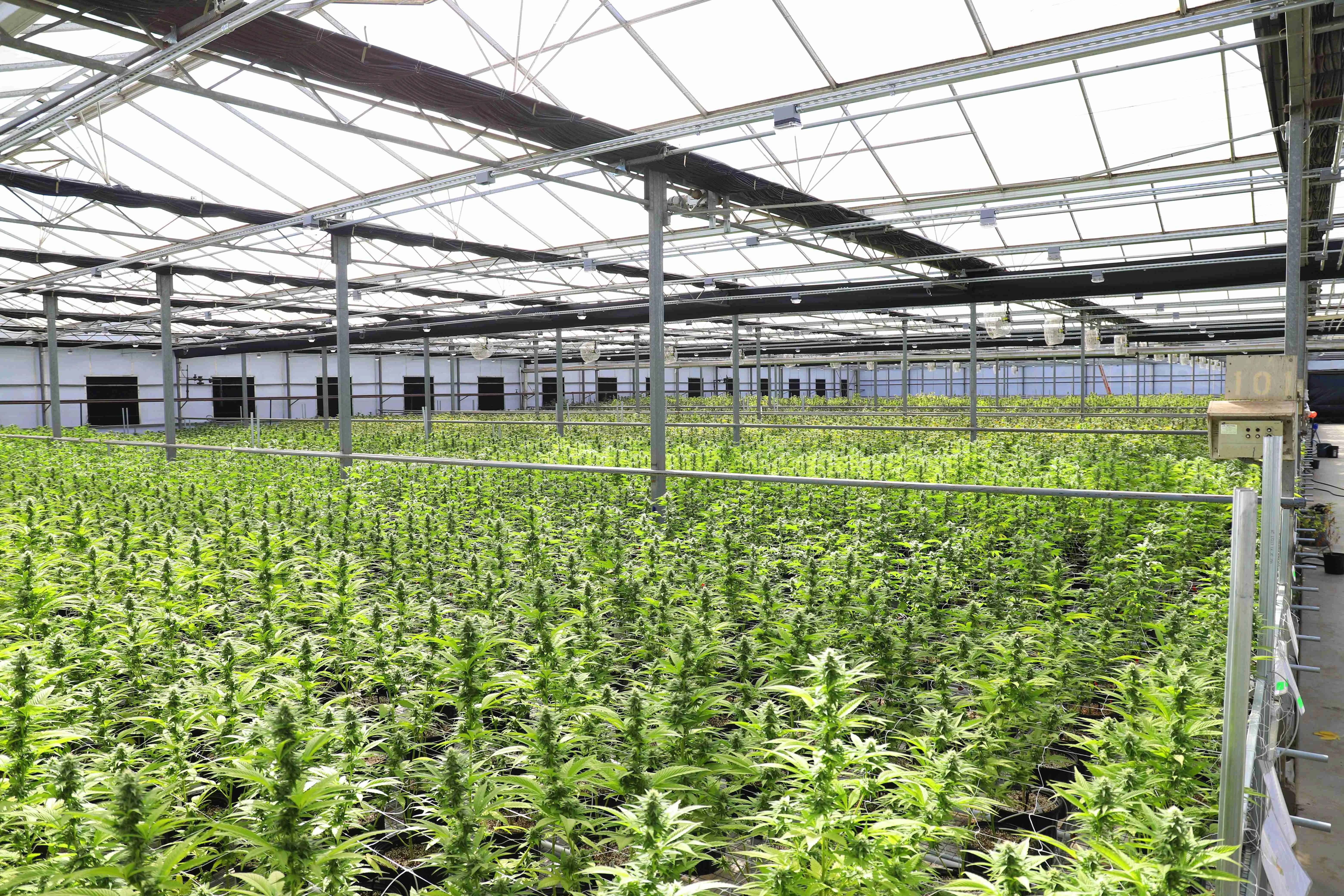 Professional cannabis cultivation facility in Thailand with rows of medicinal cannabis plants under controlled greenhouse conditions