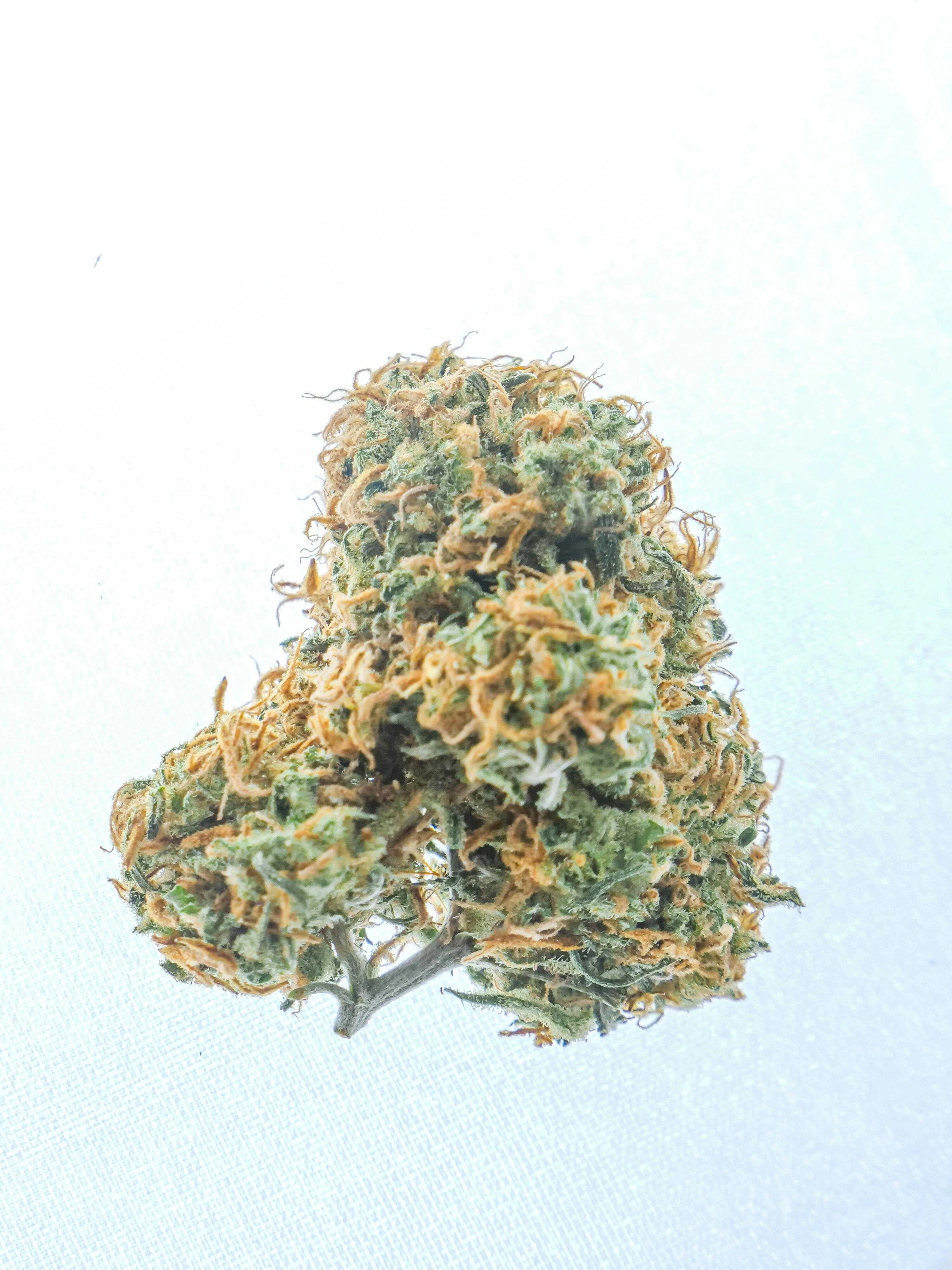 Premium dried cannabis bud showing exceptional quality and trichome coverage from Thai GACP-certified cultivation