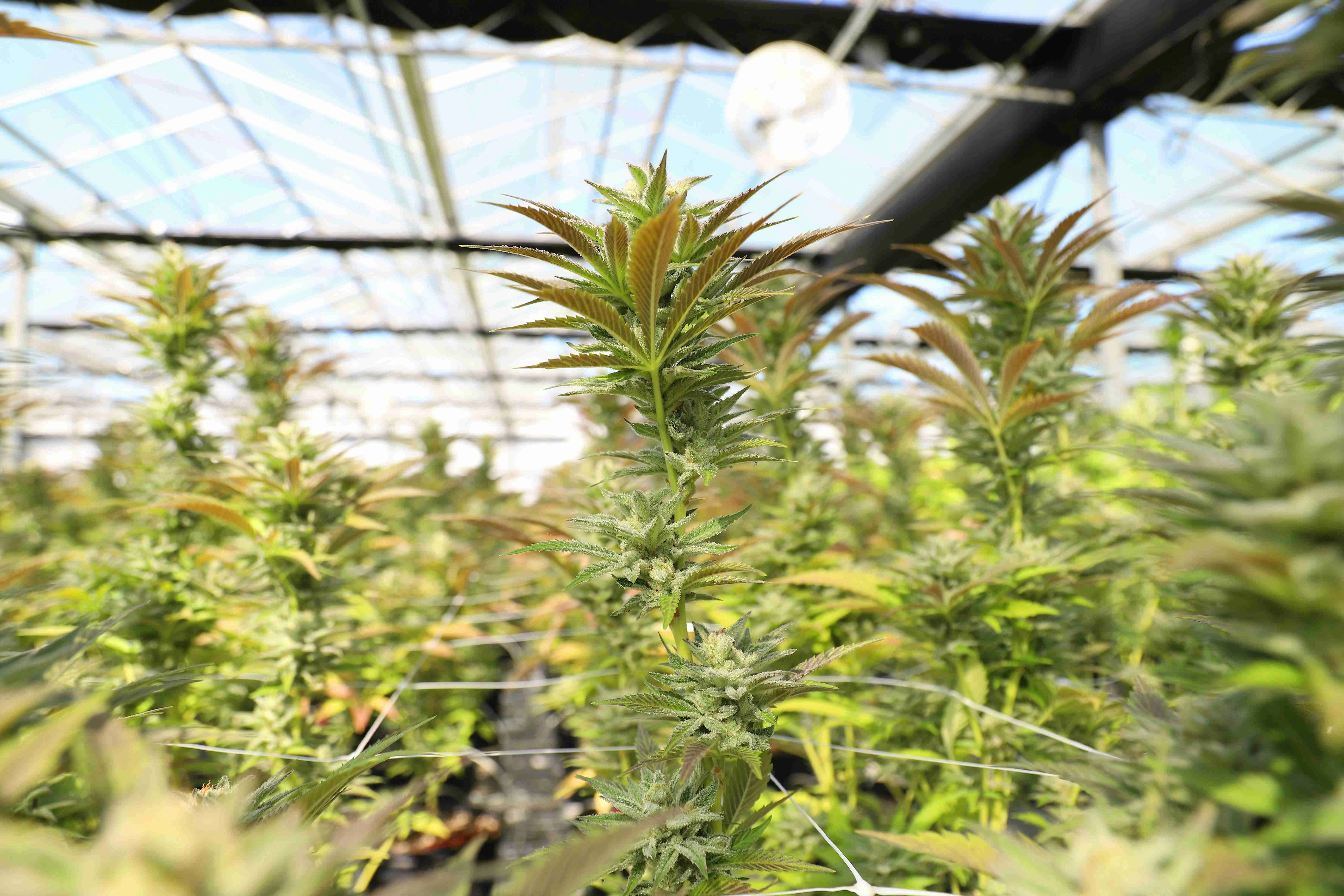Cannabis cultivation facility in Chiang Mai Thailand showing healthy medicinal cannabis plants growing in professional greenhouse environment