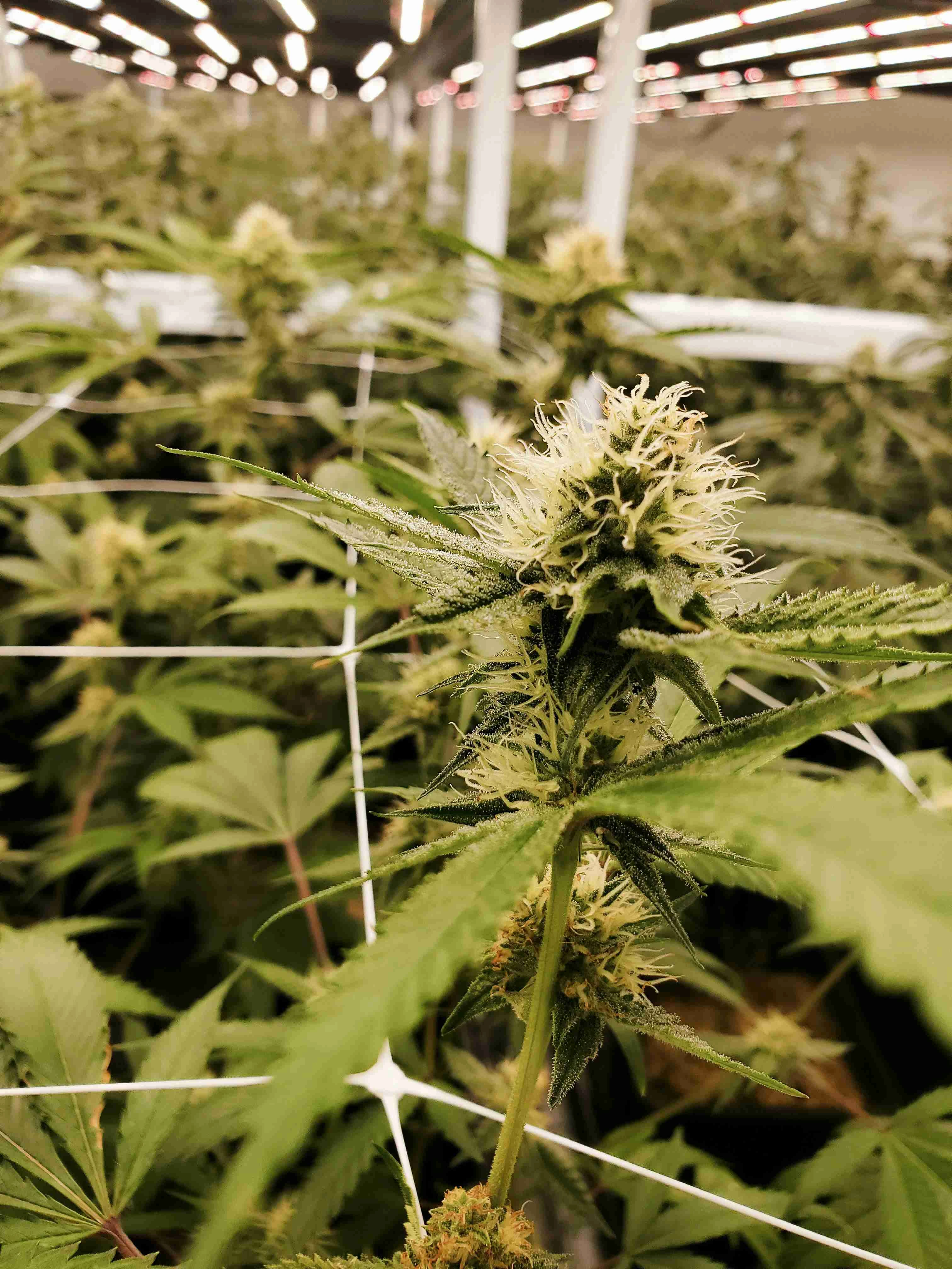 Indoor cannabis flowering plant under professional lighting for German medicinal cannabis import standards and BfArM compliance