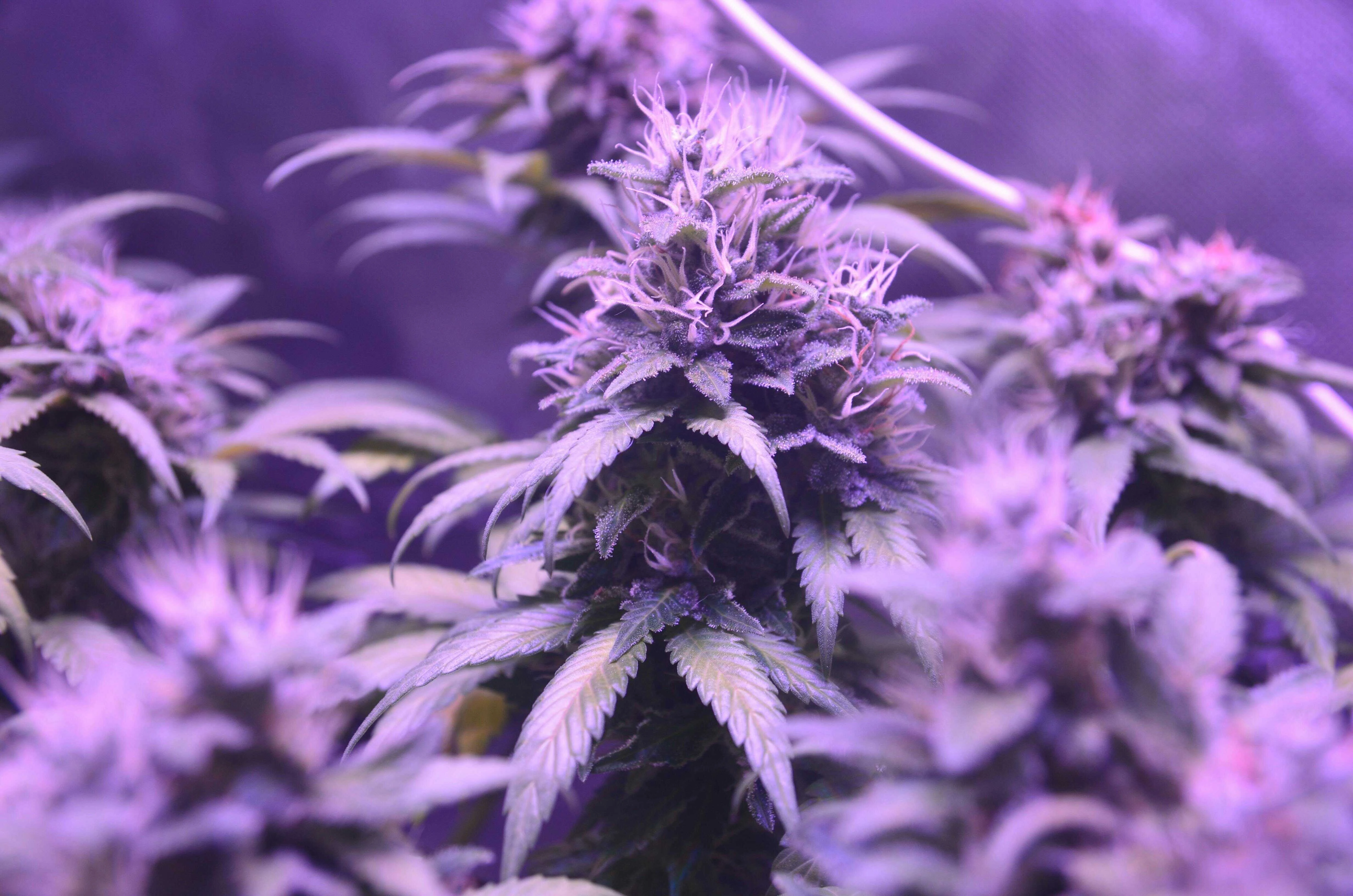 Cannabis plants growing under LED lights in controlled environment for Australian medicinal cannabis import compliance