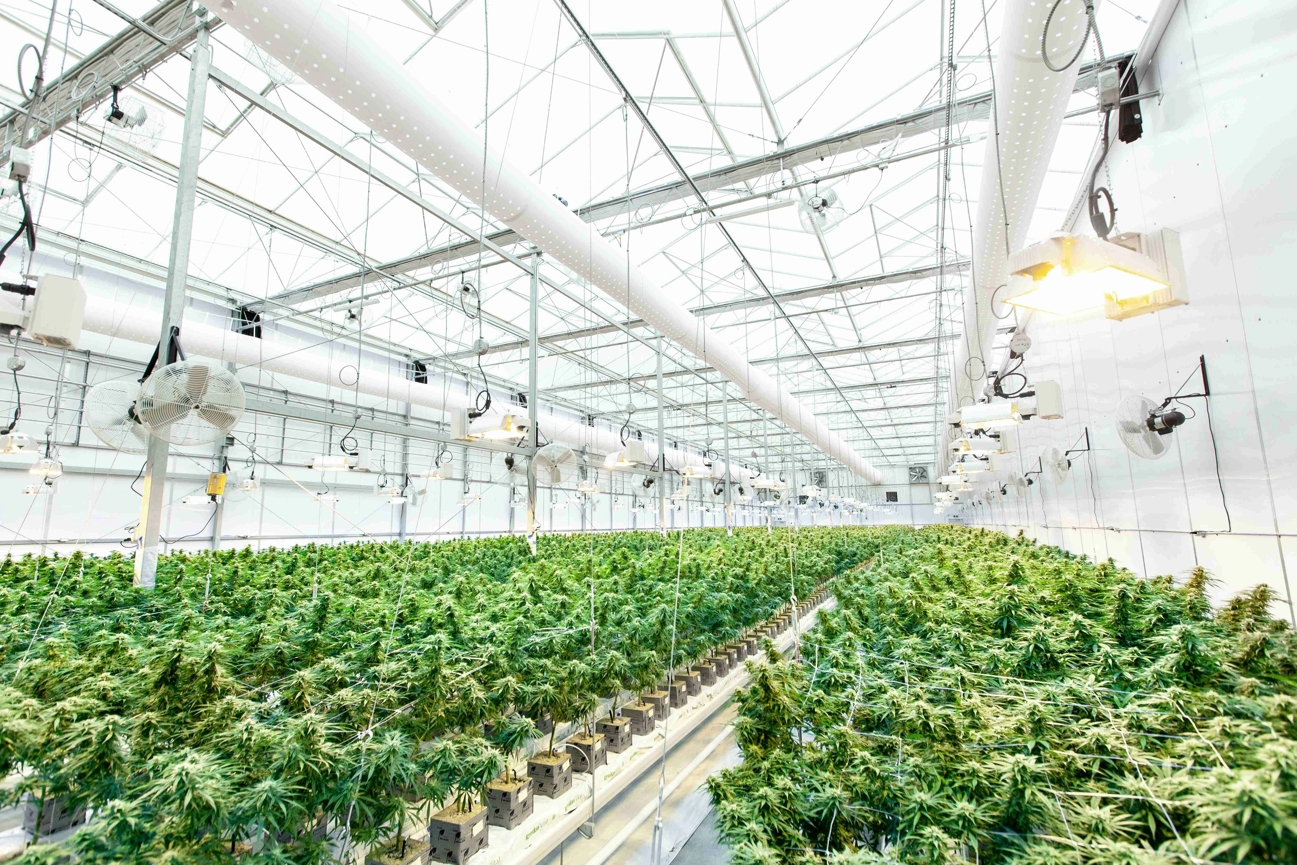 Modern cannabis cultivation facility with advanced lighting systems and quality control for GACP-certified medicinal cannabis production