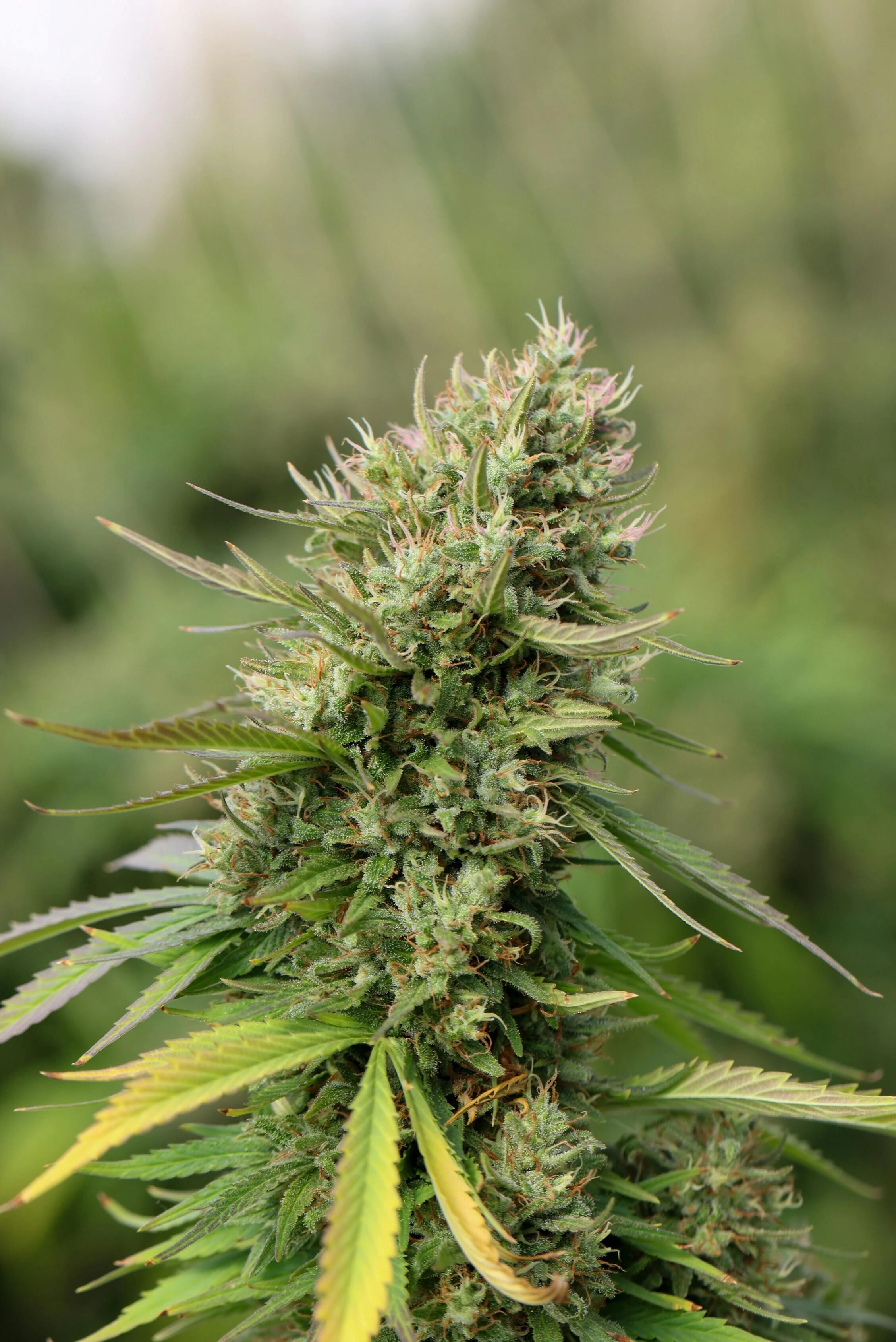 Outdoor cannabis plant with flowering cola showing natural cultivation methods for premium medicinal cannabis in Thailand